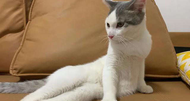 猫咪心声：这9件事，猫咪做梦都想让你知道，别再误会它了！