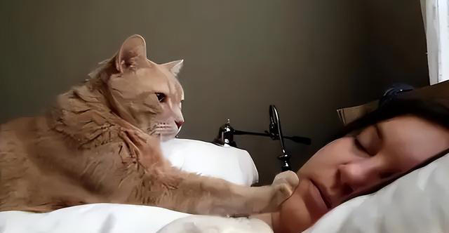 猫咪心声：这9件事，猫咪做梦都想让你知道，别再误会它了！