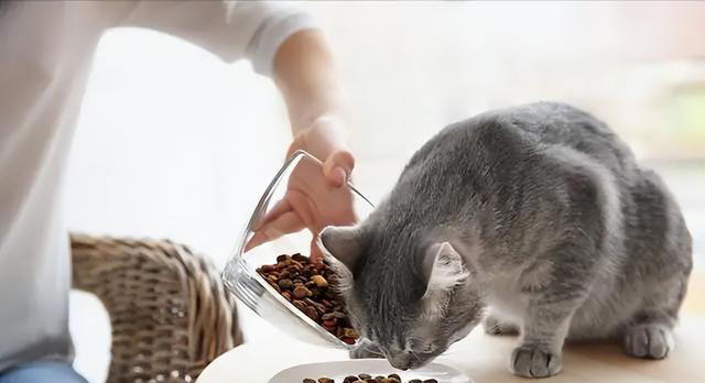 猫咪心声：这9件事，猫咪做梦都想让你知道，别再误会它了！