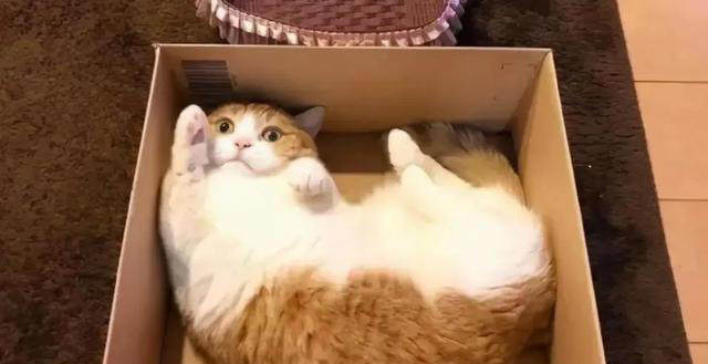 猫咪心声：这9件事，猫咪做梦都想让你知道，别再误会它了！