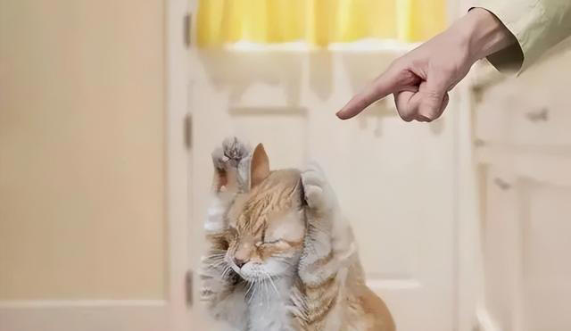 猫咪心声：这9件事，猫咪做梦都想让你知道，别再误会它了！
