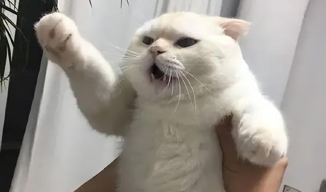 猫咪心声：这9件事，猫咪做梦都想让你知道，别再误会它了！