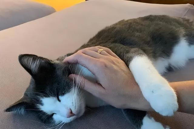 猫咪心声：这9件事，猫咪做梦都想让你知道，别再误会它了！