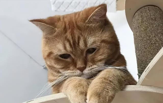 猫咪心声：这9件事，猫咪做梦都想让你知道，别再误会它了！