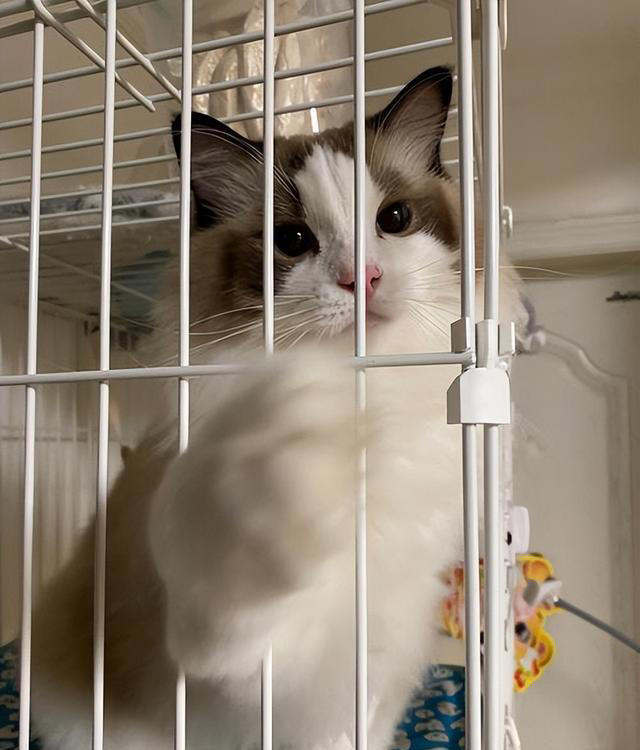 这五种“错误”的养猫行为，会缩短它的寿命，别不在意！