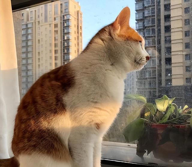 这五种“错误”的养猫行为，会缩短它的寿命，别不在意！