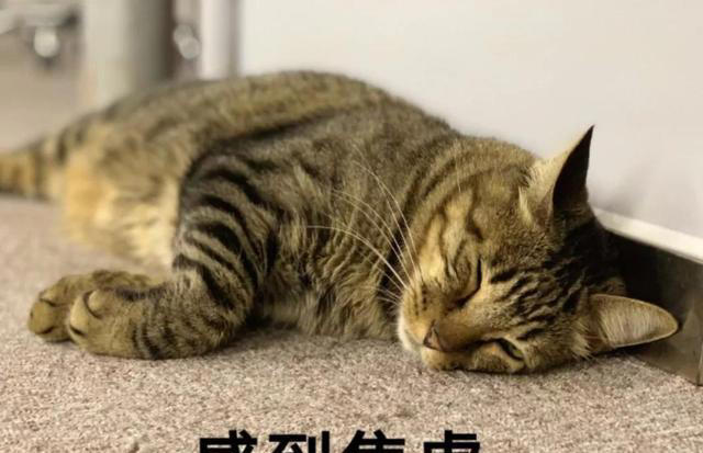 这五种“错误”的养猫行为，会缩短它的寿命，别不在意！