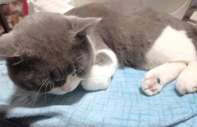 这五种“错误”的养猫行为，会缩短它的寿命，别不在意！