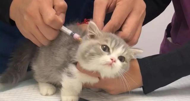 这五种“错误”的养猫行为，会缩短它的寿命，别不在意！