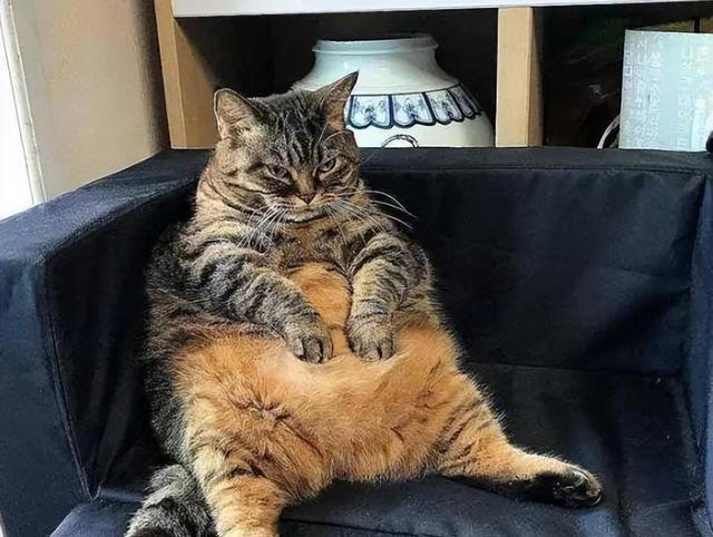 这五种“错误”的养猫行为，会缩短它的寿命，别不在意！