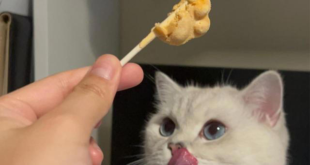 这五种“错误”的养猫行为，会缩短它的寿命，别不在意！