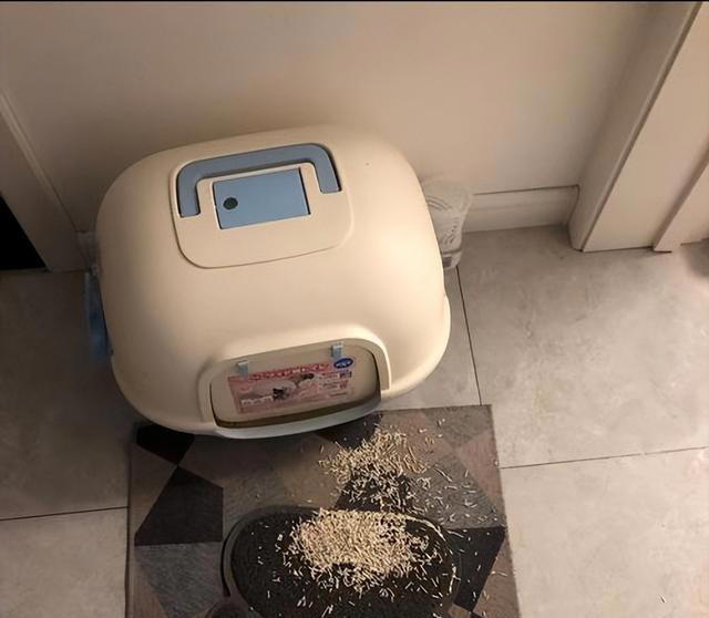 这五种“错误”的养猫行为，会缩短它的寿命，别不在意！