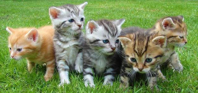 让猫咪感到恐惧的几种行为，你有做过吗？