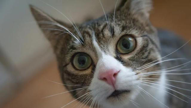 让猫咪感到恐惧的几种行为，你有做过吗？