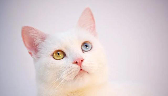 让猫咪感到恐惧的几种行为，你有做过吗？