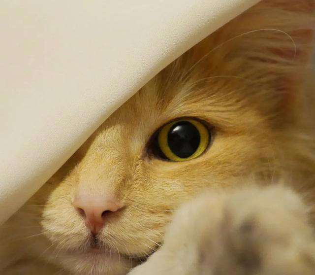 让猫咪感到恐惧的几种行为，你有做过吗？