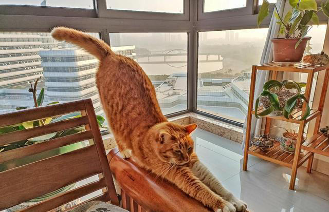 养猫久了才明白，猫一看到你就弓背，原来有这些意思