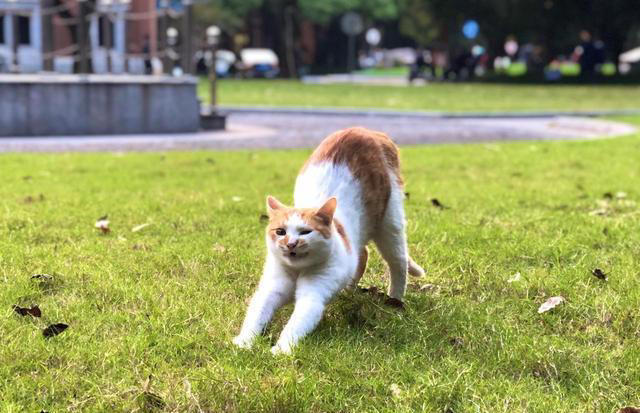 养猫久了才明白，猫一看到你就弓背，原来有这些意思