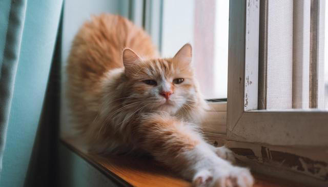 养猫久了才明白，猫一看到你就弓背，原来有这些意思