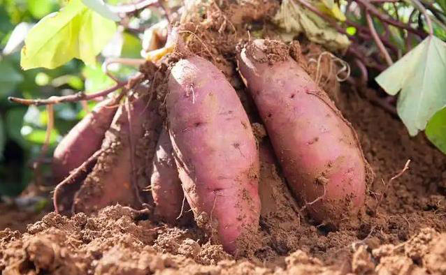 老人常吃红薯身体好？3大好处让人意外，稳血糖护血管！