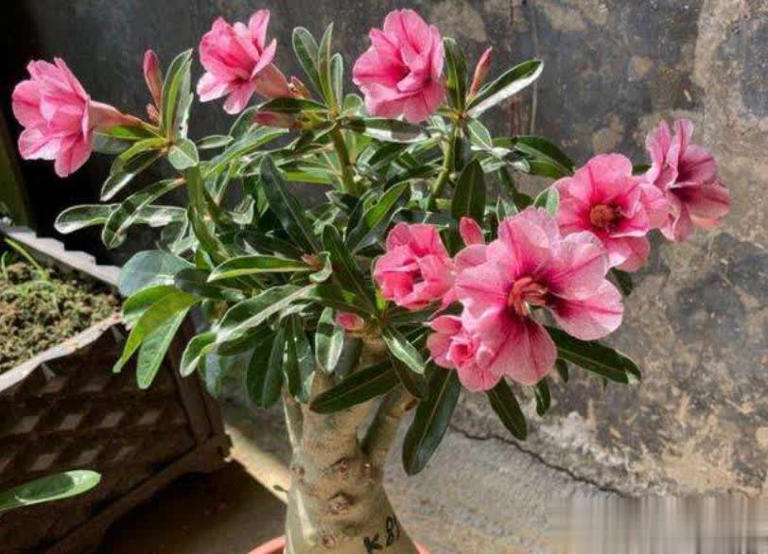 新手养沙漠玫瑰，学会修剪侧芽疯长，花量翻倍开爆盆