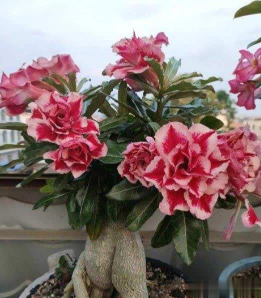 新手养沙漠玫瑰，学会修剪侧芽疯长，花量翻倍开爆盆