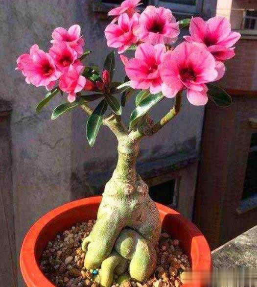 新手养沙漠玫瑰，学会修剪侧芽疯长，花量翻倍开爆盆