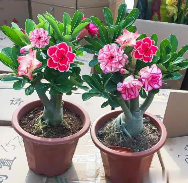 新手养沙漠玫瑰，学会修剪侧芽疯长，花量翻倍开爆盆