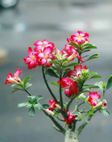 新手养沙漠玫瑰，学会修剪侧芽疯长，花量翻倍开爆盆