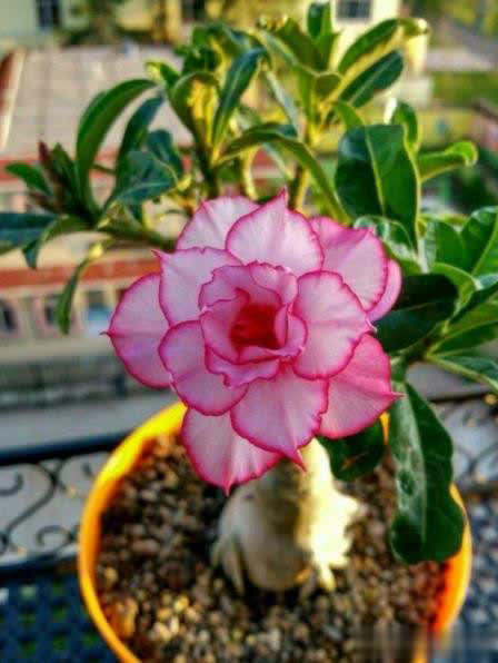 新手养沙漠玫瑰，学会修剪侧芽疯长，花量翻倍开爆盆