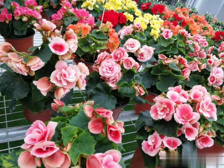 盘点6款冬天开花的花，养护省心颜值高，总有一款深得你心