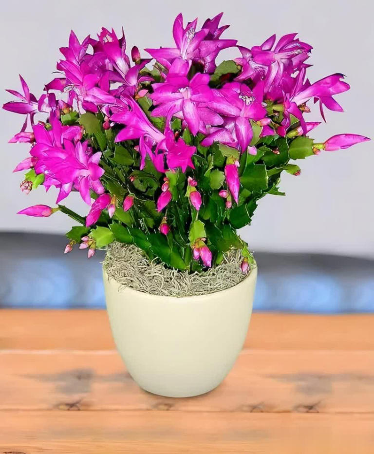 盘点6款冬天开花的花，养护省心颜值高，总有一款深得你心