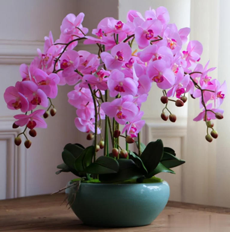 盘点6款冬天开花的花，养护省心颜值高，总有一款深得你心