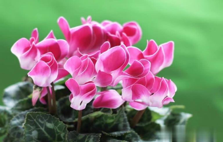 盘点6款冬天开花的花，养护省心颜值高，总有一款深得你心