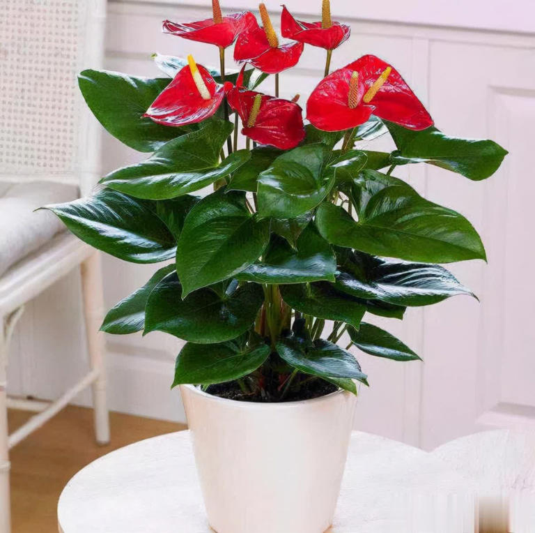 盘点6款冬天开花的花，养护省心颜值高，总有一款深得你心