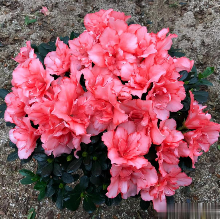 盘点6款冬天开花的花，养护省心颜值高，总有一款深得你心