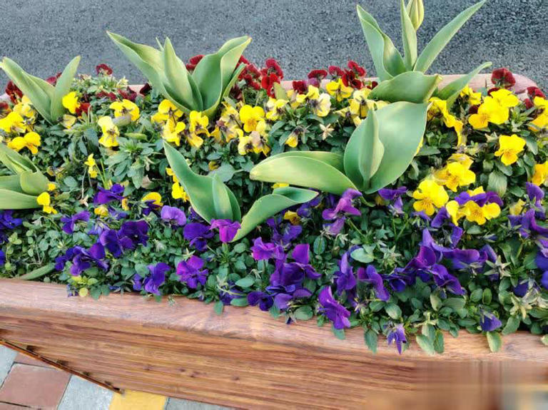 大花箱种花，这5款植物混搭是“绝配”，随便种都好看