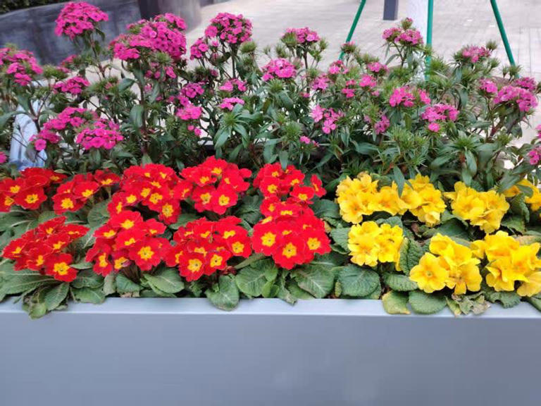 大花箱种花，这5款植物混搭是“绝配”，随便种都好看