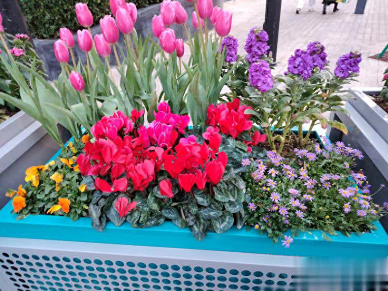 大花箱种花，这5款植物混搭是“绝配”，随便种都好看