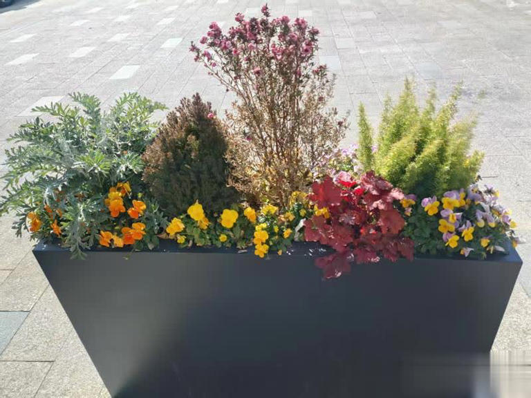 大花箱种花，这5款植物混搭是“绝配”，随便种都好看