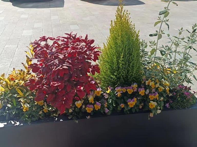 大花箱种花，这5款植物混搭是“绝配”，随便种都好看