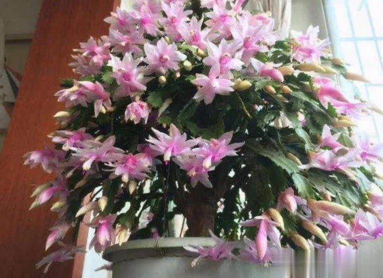 高手养蟹爪兰全套方法，掌握后不黄叶不掉苞，轻松开满盆