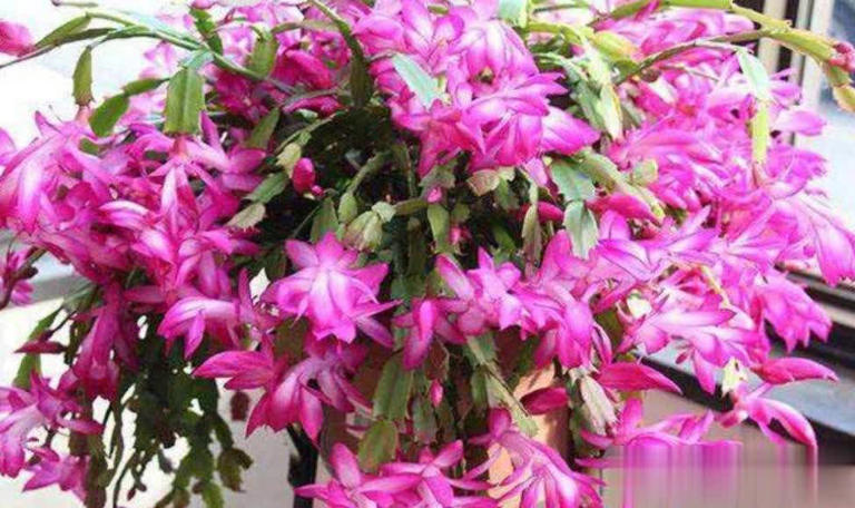 高手养蟹爪兰全套方法，掌握后不黄叶不掉苞，轻松开满盆