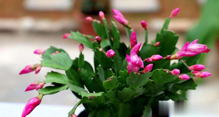 高手养蟹爪兰全套方法，掌握后不黄叶不掉苞，轻松开满盆