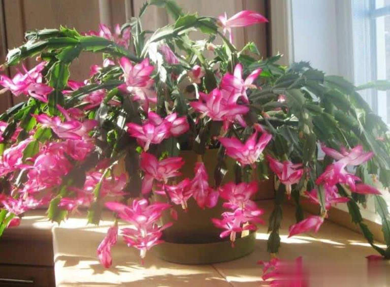 高手养蟹爪兰全套方法，掌握后不黄叶不掉苞，轻松开满盆