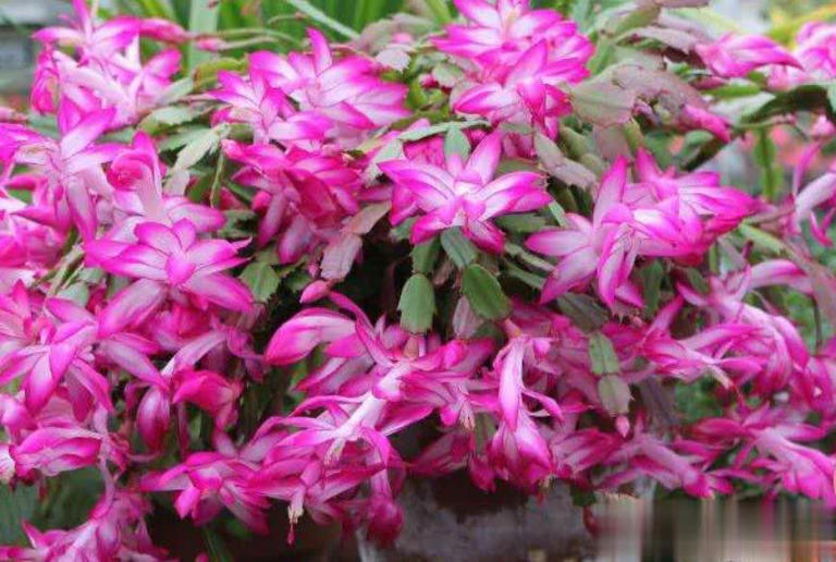 高手养蟹爪兰全套方法，掌握后不黄叶不掉苞，轻松开满盆