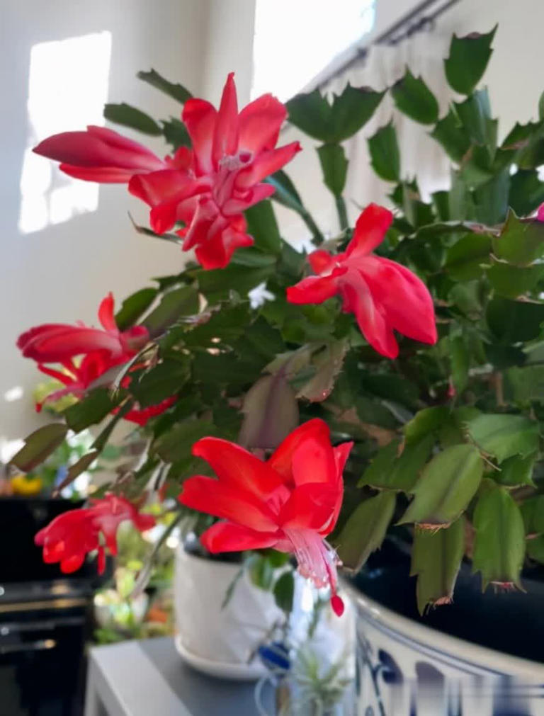 高手养蟹爪兰全套方法，掌握后不黄叶不掉苞，轻松开满盆