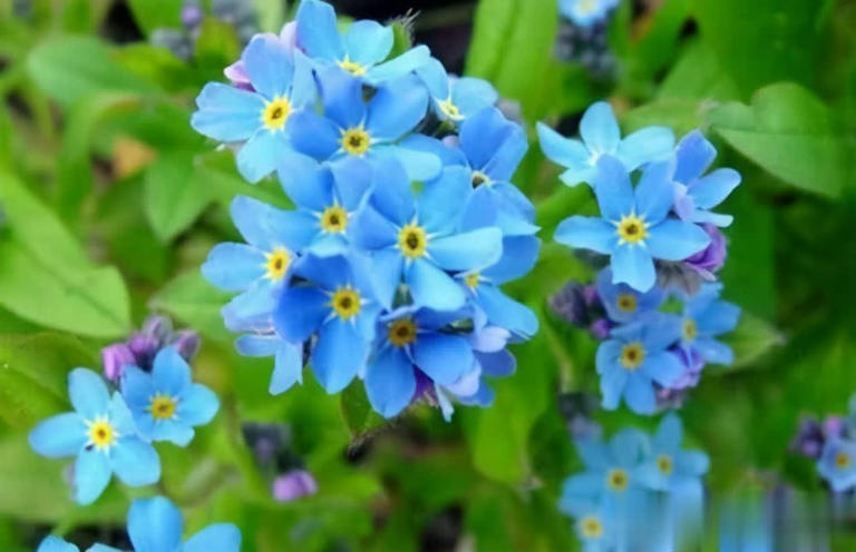 5款蓝色系清新浪漫花卉推荐，喜欢别错过！