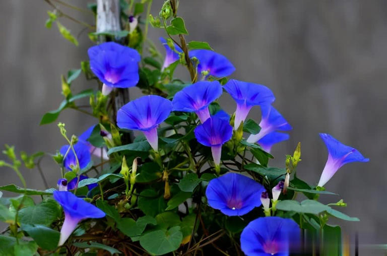 5款蓝色系清新浪漫花卉推荐，喜欢别错过！ 