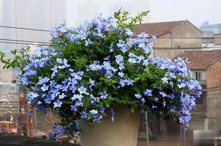 5款蓝色系清新浪漫花卉推荐，喜欢别错过！